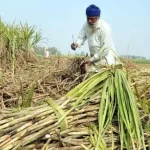 ਕੇਂਦਰੀ ਕੈਬਨਿਟ ਵੱਲੋਂ ਗੰਨੇ ਦੇ ਮੁੱਲ ’ਚ 4.41 ਫ਼ੀਸਦੀ ਵਾਧਾ