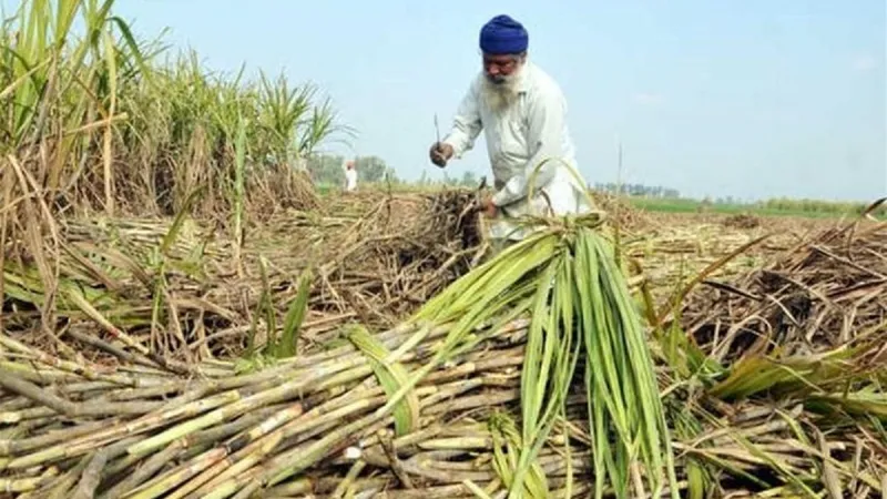 ਕੇਂਦਰੀ ਕੈਬਨਿਟ ਵੱਲੋਂ ਗੰਨੇ ਦੇ ਮੁੱਲ ’ਚ 4.41 ਫ਼ੀਸਦੀ ਵਾਧਾ