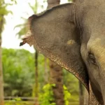 ਝਾਰਖੰਡ: ਦੋ ਘੰਟੇ ਉਡੀਕ ਕਰਦੀ ਰਹੀ ਰੇਲਗੱਡੀ, ਹਥਨੀ ਨੇ ਰੇਲਵੇ ਲਾਈਨਾਂ ’ਤੇ ਬੱਚੇ ਨੂੰ ਜਨਮ ਦਿੱਤਾ