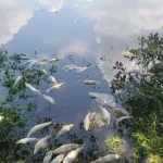 ਰੋਪੜ ਦੇ ਪਿੰਡ ਨਿੱਕੂ ਨੰਗਲ ’ਚ ਵੱਡੀ ਗਿਣਤੀ ਮੱਛੀਆਂ ਮਰੀਆਂ ਮਿਲਣ ਕਾਰਨ ਦਹਿਸ਼ਤ ਫੈਲੀ