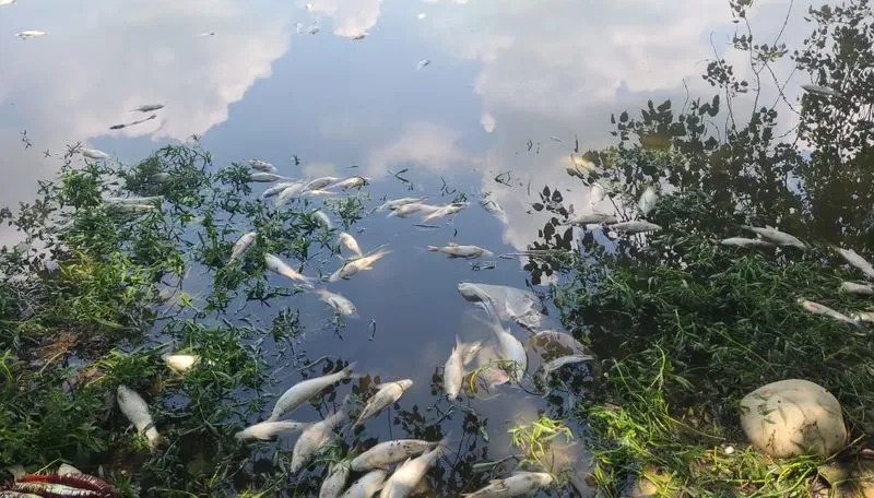 ਰੋਪੜ ਦੇ ਪਿੰਡ ਨਿੱਕੂ ਨੰਗਲ ’ਚ ਵੱਡੀ ਗਿਣਤੀ ਮੱਛੀਆਂ ਮਰੀਆਂ ਮਿਲਣ ਕਾਰਨ ਦਹਿਸ਼ਤ ਫੈਲੀ