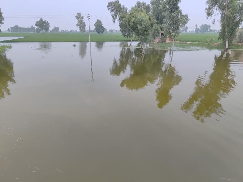 ਹੜ੍ਹਾਂ ਦੀ ਮਾਰ: ਹਿਮਾਚਲ ਵੱਲੋਂ ਪੌਂਗ ਡੈਮ ’ਚੋਂ ਘੱਟ ਪਾਣੀ ਛੱਡਣ ਦੀ ਅਪੀਲ