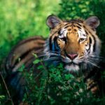 ਬਾਘਾਂ ਦੀ ਛੇਵੇਂ ਗੇੜ ਦੀ ਗਿਣਤੀ ਸ਼ੁਰੂ ਕਰੇਗਾ ਭਾਰਤ