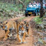 Ranthambore ਸਫ਼ਾਰੀ ਵਿਚ 20 ਸੈਲਾਨੀ ਫਸੇ, ਗੱਡੀ ਖਰਾਬ ਹੋਣ ਮਗਰੋਂ ਗਾਈਡ ਖਿਸਕਿਆ