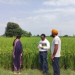 ਪੰਜਾਬ ’ਚ 10 ਹਜ਼ਾਰ ਏਕੜ ਝੋਨੇ ਦੀ ਫ਼ਸਲ ’ਤੇ ‘ਚੀਨੀ ਵਾਇਰਸ’ ਦਾ ਹਮਲਾ