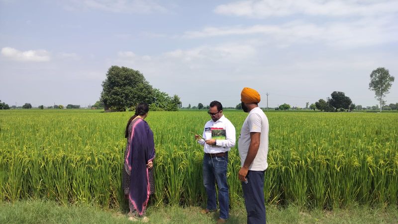 ਪੰਜਾਬ ’ਚ 10 ਹਜ਼ਾਰ ਏਕੜ ਝੋਨੇ ਦੀ ਫ਼ਸਲ ’ਤੇ ‘ਚੀਨੀ ਵਾਇਰਸ’ ਦਾ ਹਮਲਾ