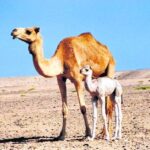 ਊਠਾਂ ਜ਼ਰੀਏ ਸ਼ਰਾਬ ਤਸਕਰੀ ਗਰੋਹ ਦੇ ਪੰਜ ਮੈਂਬਰ ਕਾਬੂ