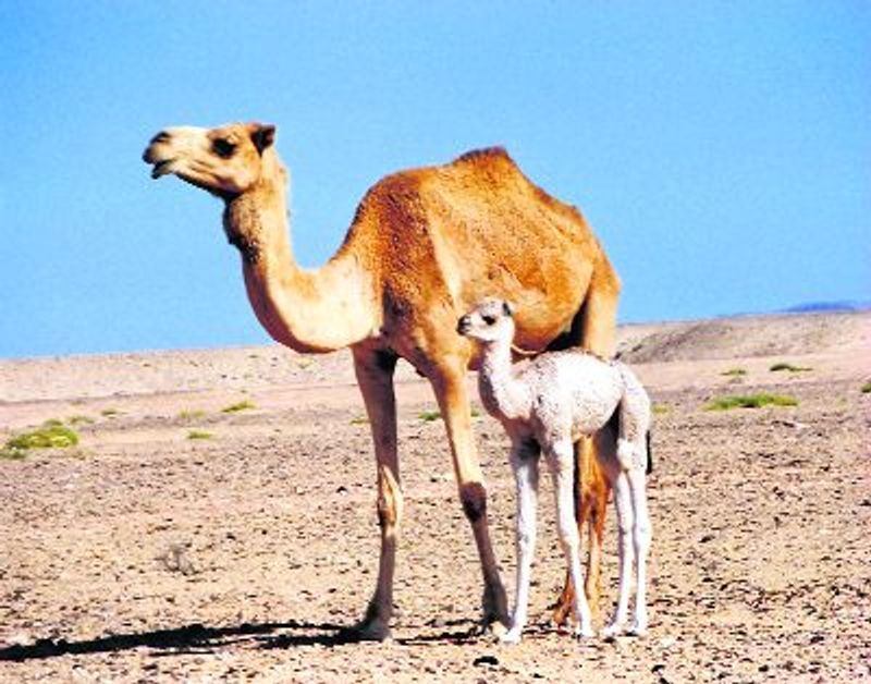 ਊਠਾਂ ਜ਼ਰੀਏ ਸ਼ਰਾਬ ਤਸਕਰੀ ਗਰੋਹ ਦੇ ਪੰਜ ਮੈਂਬਰ ਕਾਬੂ