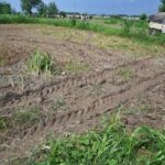 ਹੜ੍ਹਾਂ ਕਾਰਨ ਪੰਜਾਬ ਦੀ ਮਿੱਟੀ ਬਦਲੀ: ਡਾ. ਗੋਸਲ