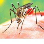 ਪੰਜਾਬ ਨੂੰ ਮੁੜ ਵੱਜਿਆ ਡੇਂਗੂ ਦਾ ਡੰਗ