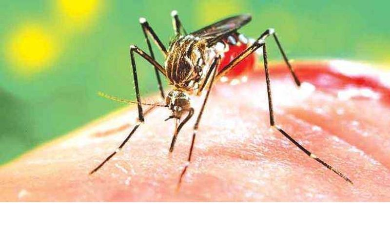 ਪੰਜਾਬ ਨੂੰ ਮੁੜ ਵੱਜਿਆ ਡੇਂਗੂ ਦਾ ਡੰਗ