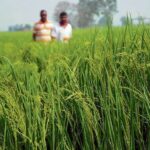 ਵਿੱਤੀ ਸੱਟ: ਬਾਸਮਤੀ ਦੀ ਮਹਿਕ ਨੂੰ ਸਹਿਕੇ ਕਿਸਾਨ