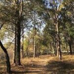 ਦੁਨੀਆ ਦਾ ਨੌਵਾਂ ਸਭ ਤੋਂ ਵੱਡਾ ਜੰਗਲੀ ਖੇਤਰ ਵਾਲਾ ਦੇਸ਼ ਬਣਿਆ :ਐਫ.ਏ.ਓ