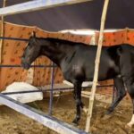 ਪੁਸ਼ਕਰ ਮੇਲਾ: 15 ਕਰੋੜ ਰੁਪਏ ਦਾ ਘੋੜਾ