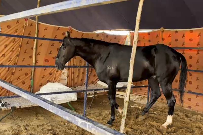 ਪੁਸ਼ਕਰ ਮੇਲਾ: 15 ਕਰੋੜ ਰੁਪਏ ਦਾ ਘੋੜਾ