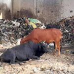 ਹੁਣ ਤੋਂ ਜਨਤਕ ਥਾਂ ’ਤੇ ਥੁੱਕਣ ‘ਤੇ 250 ਅਤੇ ਕੁੜਾ ਸੁੱਟਣ ’ਤੇ 1000 ਰੁਪਏ ਲੱਗੇਗਾ ਜੁਰਮਾਨਾ