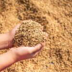 ਪੰਜਾਬ ਨੂੰ ਫ਼ਸਲੀ ਖ਼ਰੀਦ ਮਾਪਦੰਡਾਂ ’ਚ ਮਿਲ ਸਕਦੀ ਹੈ ਛੋਟ