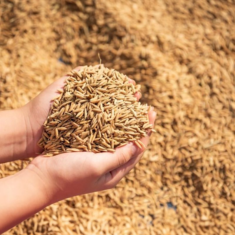 ਪੰਜਾਬ ਨੂੰ ਫ਼ਸਲੀ ਖ਼ਰੀਦ ਮਾਪਦੰਡਾਂ ’ਚ ਮਿਲ ਸਕਦੀ ਹੈ ਛੋਟ