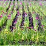 ਕੈਨੇਡਾ: ਐਡਮਿੰਟਨ ਵਿਚ ਪੋਸਤ ਦੀ ਗ਼ੈਰਕਾਨੂੰਨੀ ਖੇਤੀ ਕਰਦੇ ਚਾਰ ਪੰਜਾਬੀ ਕਾਬੂ