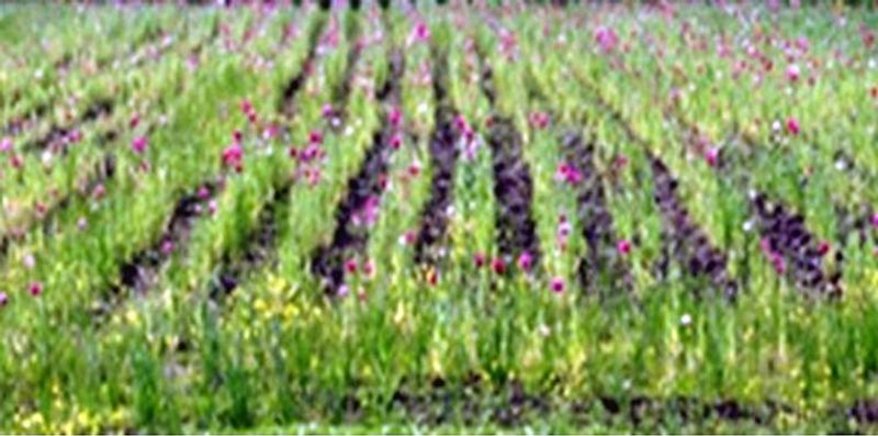 ਕੈਨੇਡਾ: ਐਡਮਿੰਟਨ ਵਿਚ ਪੋਸਤ ਦੀ ਗ਼ੈਰਕਾਨੂੰਨੀ ਖੇਤੀ ਕਰਦੇ ਚਾਰ ਪੰਜਾਬੀ ਕਾਬੂ