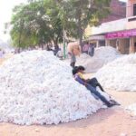 ਚਿੱਟਾ ਸੋਨਾ: ਕੋਈ ਢੇਰੀ ਸਰਕਾਰੀ ਭਾਅ ’ਤੇ ਨਹੀਂ ਵਿਕੀ