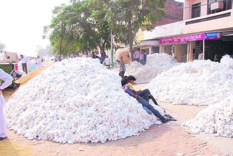 ਚਿੱਟਾ ਸੋਨਾ: ਕੋਈ ਢੇਰੀ ਸਰਕਾਰੀ ਭਾਅ ’ਤੇ ਨਹੀਂ ਵਿਕੀ