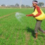 ਡੀ ਏ ਪੀ ਦੀ ਕਿੱਲਤ: ਪੰਜਾਬ ’ਚ ਕਣਕ ਦੀ ਬਿਜਾਈ ਅੱਜ ਤੋਂ