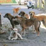 Stray Dogs Menace: ਸੁਪਰੀਮ ਕੋਰਟ ਵੱਲੋਂ ਰਾਜਾਂ ਤੇ ਯੂਟੀਜ਼ ਦੇ ਮੁੱਖ ਸਕੱਤਰ ਤਲਬ