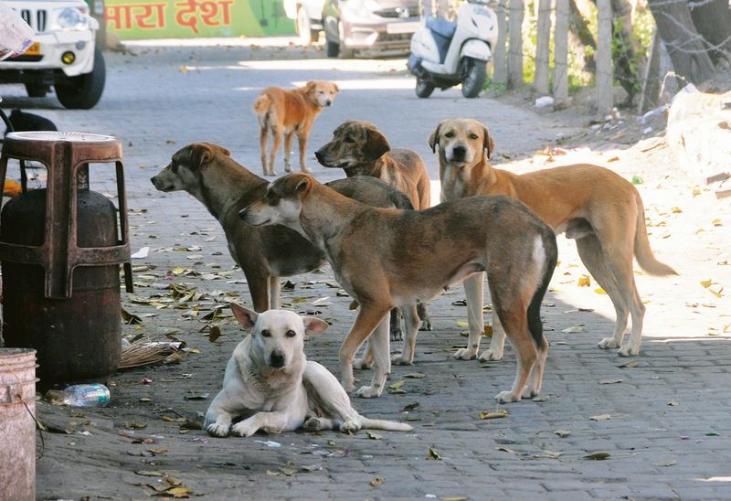 Stray Dogs Menace: ਸੁਪਰੀਮ ਕੋਰਟ ਵੱਲੋਂ ਰਾਜਾਂ ਤੇ ਯੂਟੀਜ਼ ਦੇ ਮੁੱਖ ਸਕੱਤਰ ਤਲਬ