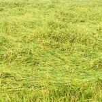 ਡੈਮਾਂ ’ਚ ਪਾਣੀ ਘਟਿਆ, ਦਰਿਆਵਾਂ ’ਚ ਵਧਿਆ