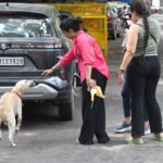 Stray Dogs: ਅਵਾਰਾ ਕੁੱਤਿਆਂ ਦੇ ਮਾਮਲੇ ’ਤੇ ਸੁਪਰੀਮ ਕੋਰਟ 7 ਨਵੰਬਰ ਨੂੰ ਸੁਣਾਏਗੀ ਫੈਸਲਾ