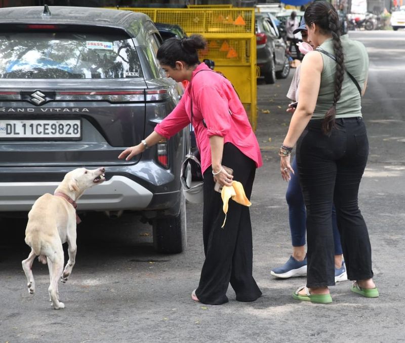 Stray Dogs: ਅਵਾਰਾ ਕੁੱਤਿਆਂ ਦੇ ਮਾਮਲੇ ’ਤੇ ਸੁਪਰੀਮ ਕੋਰਟ 7 ਨਵੰਬਰ ਨੂੰ ਸੁਣਾਏਗੀ ਫੈਸਲਾ