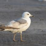 ਭਾਰਤ ਵਿੱਚ ਸੀਗਲ ਪੰਛੀ ਨਾਲ ਲੱਗਿਆ ਚੀਨੀ GPS ਟਰੈਕਰ ਮਿਲਿਆ; ਜਾਂਚ ਸ਼ੁਰੂ