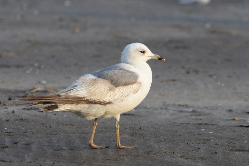 ਭਾਰਤ ਵਿੱਚ ਸੀਗਲ ਪੰਛੀ ਨਾਲ ਲੱਗਿਆ ਚੀਨੀ GPS ਟਰੈਕਰ ਮਿਲਿਆ; ਜਾਂਚ ਸ਼ੁਰੂ