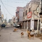 ਆਵਾਰਾ ਕੁੱਤਿਆਂ ਨੇ ਘੇਰੇ ਰਾਹ