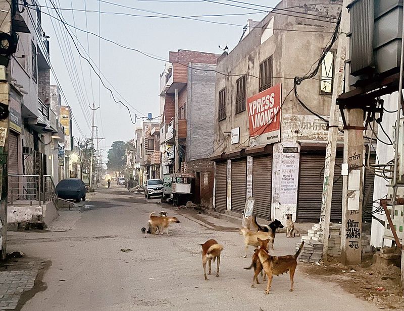 ਆਵਾਰਾ ਕੁੱਤਿਆਂ ਨੇ ਘੇਰੇ ਰਾਹ