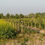 ਕਿਸਾਨਾਂ ਦੇ ਰਾਹ ‘ਚੋਂ ਕੰਡੇ ਚੁਗਣ ਲੱਗਾ ਡਰੈਗਨ