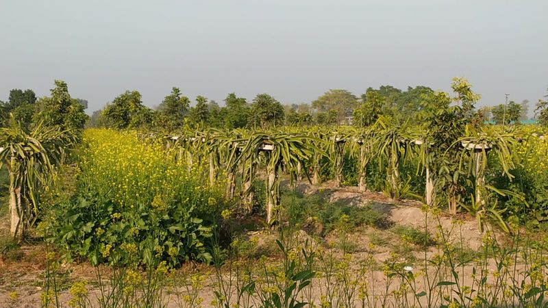 ਕਿਸਾਨਾਂ ਦੇ ਰਾਹ ‘ਚੋਂ ਕੰਡੇ ਚੁਗਣ ਲੱਗਾ ਡਰੈਗਨ