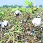 ਕੇਂਦਰੀ ਵਿਤਕਰਾ: ਨਰਮੇ ਦੀ ਖਰੀਦ ’ਚ ਹੱਥ ਘੁੱਟਿਆ