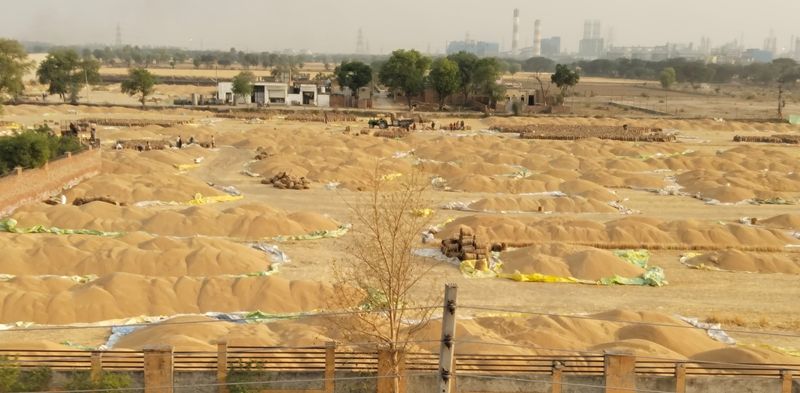 ਸਰਕਾਰ ਵੱਲੋਂ 132 ਲੱਖ ਟਨ ਕਣਕ ਖਰੀਦਣ ਦਾ ਟੀਚਾ