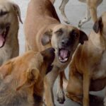 kapurthala ਵਿੱਚ ਆਵਾਰਾ ਕੁੱਤਿਆਂ ਦਾ ਕਹਿਰ; 8 ਸਾਲਾ ਬੱਚੇ ਦੀ ਮੌਤ