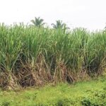 ਪੰਜਾਬ ’ਚ ਗੰਨੇ ਦਾ ਝਾੜ ਘਟਿਆ