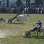 ਕਿਲ੍ਹਾ ਰਾਏਪੁਰ ਵਿੱਚ ਬੈਲ ਗੱਡੀਆਂ ਨੇ ਧੂੜਾਂ ਪੁੱਟੀਆਂ