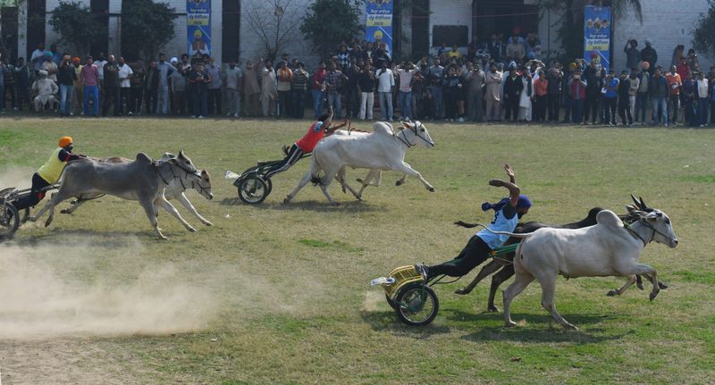 ਕਿਲ੍ਹਾ ਰਾਏਪੁਰ ਵਿੱਚ ਬੈਲ ਗੱਡੀਆਂ ਨੇ ਧੂੜਾਂ ਪੁੱਟੀਆਂ