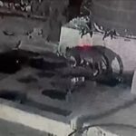 ਸੈਕਟਰ 29 ਵਿੱਚ ਚੀਤਾ ਨਜ਼ਰ ਆਇਆ; ਜੰਗਲਾਤ ਵਿਭਾਗ ਵੱਲੋਂ ਜਾਂਚ ਸ਼ੁਰੂ