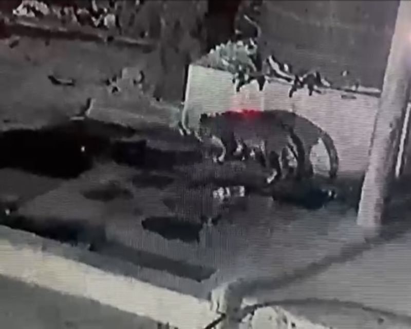 ਸੈਕਟਰ 29 ਵਿੱਚ ਚੀਤਾ ਨਜ਼ਰ ਆਇਆ; ਜੰਗਲਾਤ ਵਿਭਾਗ ਵੱਲੋਂ ਜਾਂਚ ਸ਼ੁਰੂ