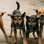 Chhattisgarh ਵਿਚ Stray Dogs ਦਾ ਕਹਿਰ; 15 ਹਿਰਨਾਂ ਦੀ ਮੌਤ