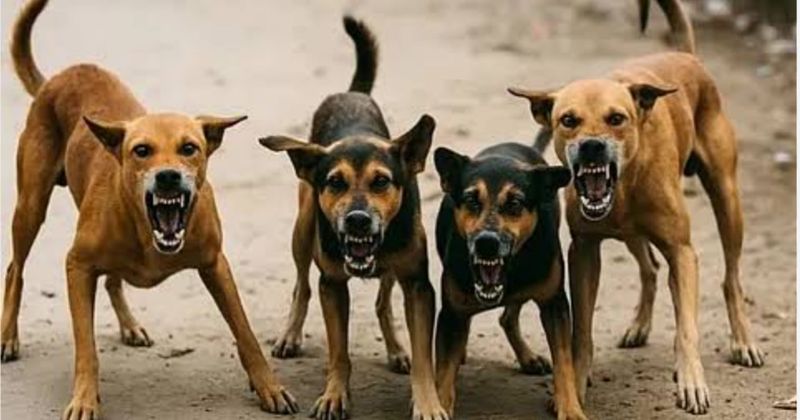 Chhattisgarh ਵਿਚ Stray Dogs ਦਾ ਕਹਿਰ; 15 ਹਿਰਨਾਂ ਦੀ ਮੌਤ