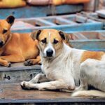 Ludhiana ’ਚ ਅਵਾਰਾ ਕੁੱਤਿਆਂ ਦੀ ਦਹਿਸ਼ਤ; ਨਿਗਮ ਦੀ ਇਕੱਲੀ ਵੈਨ ਸੈਂਕੜੇ ਸ਼ਿਕਾਇਤਾਂ ਅੱਗੇ ਬੇਵੱਸ