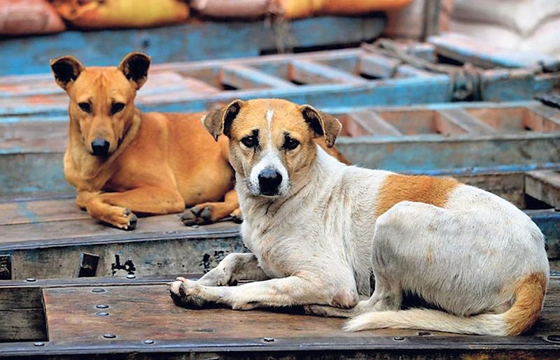 Ludhiana ’ਚ ਅਵਾਰਾ ਕੁੱਤਿਆਂ ਦੀ ਦਹਿਸ਼ਤ; ਨਿਗਮ ਦੀ ਇਕੱਲੀ ਵੈਨ ਸੈਂਕੜੇ ਸ਼ਿਕਾਇਤਾਂ ਅੱਗੇ ਬੇਵੱਸ